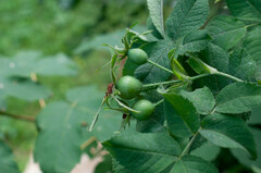 Rosa tomentosa