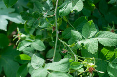 Rosa tomentosa