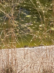 Lithobates chiricahuensis