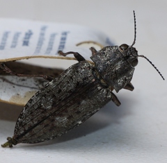 Texania fulleri