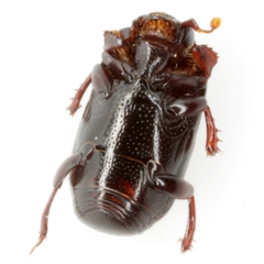 Teretrius orbus