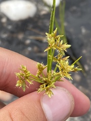 Cyperus dentatus