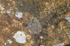 Lecanora pseudistera