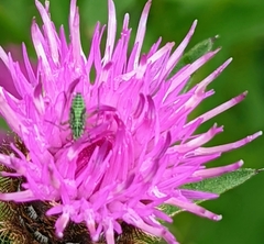 Oncotylus viridiflavus