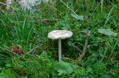 Melanoleuca strictipes