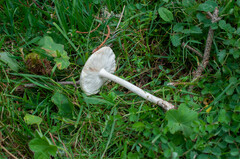 Melanoleuca strictipes