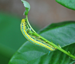 Macroglossum passalus