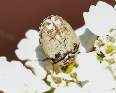 Anthrenus isabellinus