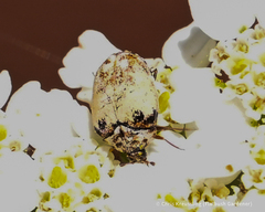 Anthrenus isabellinus