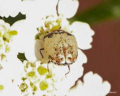 Anthrenus isabellinus