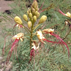 Erythrostemon gilliesii