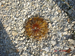 Chrysaora melanaster