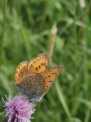 Lycaena hippothoe