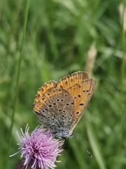 Lycaena hippothoe
