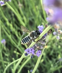 Megachile ericetorum