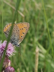 Lycaena hippothoe