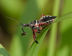 Apiomerus floridensis