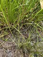 Eleocharis tenuis