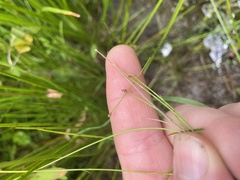 Eleocharis tenuis