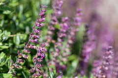 Teucrium salviastrum