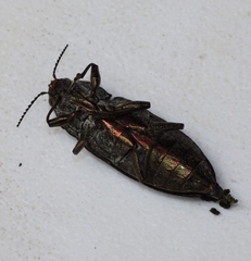 Texania fulleri