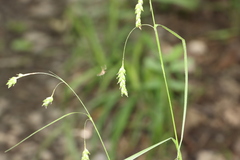 Carex formosa