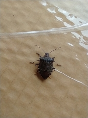 Halyomorpha halys
