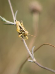 Paraidemona
