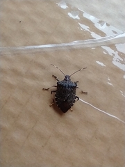 Halyomorpha halys
