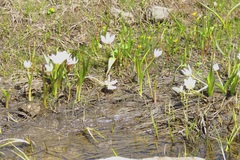 Colchicum szovitsii