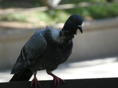 Columba livia domestica