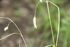 Carex formosa