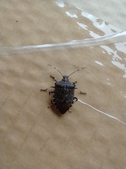 Halyomorpha halys