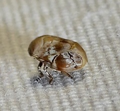 Clastoptera laevigata