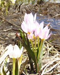 Colchicum szovitsii