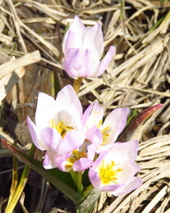 Colchicum szovitsii