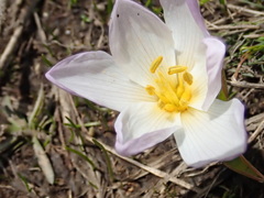 Colchicum szovitsii
