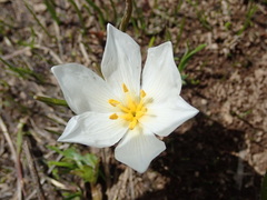 Colchicum szovitsii