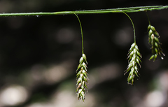 Carex castanea