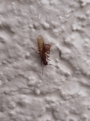 Aphaenogaster ashmeadi