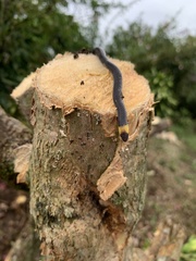 Atractus occipitoalbus