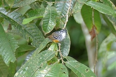 Hypocnemis peruviana