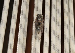 Cicadetta mediterranea