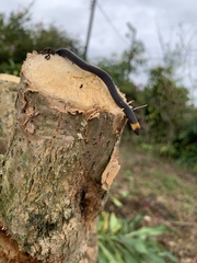 Atractus occipitoalbus