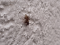 Aphaenogaster ashmeadi