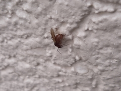 Aphaenogaster ashmeadi