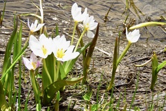 Colchicum szovitsii