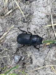 Dorcus parallelipipedus