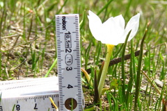 Colchicum szovitsii