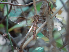 Neurocordulia molesta